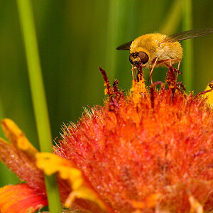 Bee_fly_U7174678_07-17-2020-001.jpg