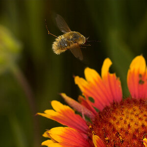 Bee_fly_U7174685_07-17-2020-001.jpg