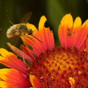 Bee_fly_U7174688_07-17-2020-001.jpg