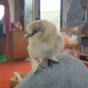 Fluff ball