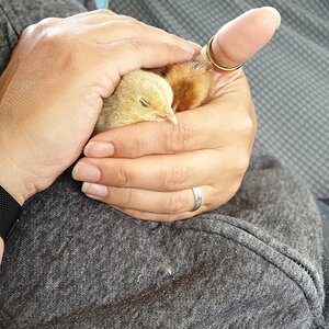 Duck and Bob