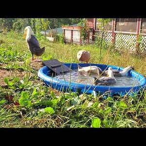 Young ducks bathing in the new pool, part 2/2