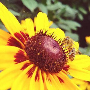 Pollen Bee