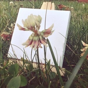 Painting in the Grass