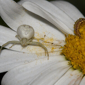 Crab_spider_X7241909_07-24-2020-001a.jpg