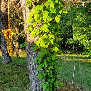 The tree i hugged - with the nasty poison ivy ☠