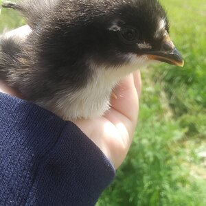 Australorp Silver Duckwing Mix
