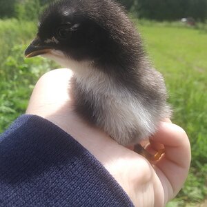 Australorp Silver Duckwing Mix