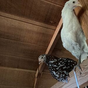 Ceiling chickens 1
