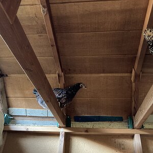 Ceiling chickens 3