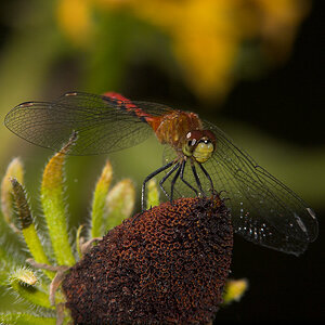 Dragonfly_X7271952_07-27-2020-001.jpg
