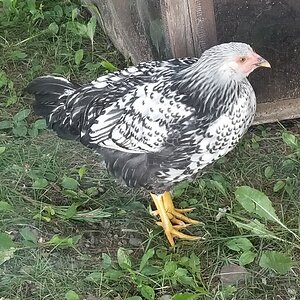 Silver laced wyandotte