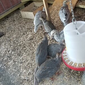 Turkeys and Guinea hens