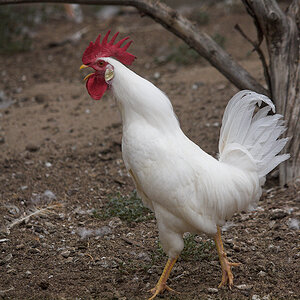 White_leghorn_cockerel_X7312003_07-31-2020-001.jpg