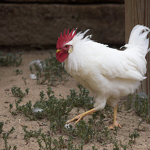 White_leghorn_cockerel_X7312007_07-31-2020-001.jpg