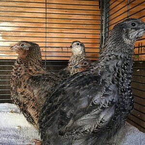 2nd generation quail