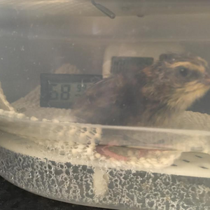 Quail chick in incubator