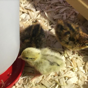 Quail chicks at waterer