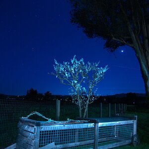 CHICKEN TRACTOR NIGHT.jpg