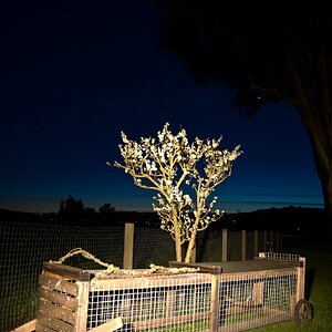 fruit tree night.jpg