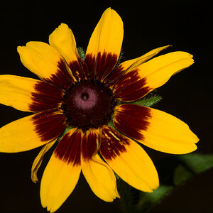 Rudbeckia_X8022018_08-02-2020-001.jpg