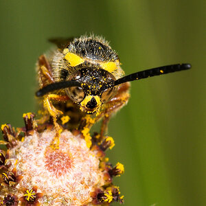 Sand_wasp_U8044865_08-04-2020-001.jpg