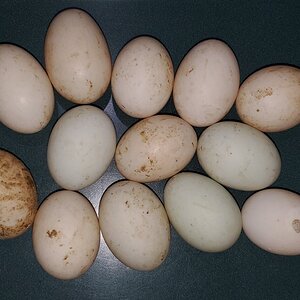 Eggs from 2020-08-04