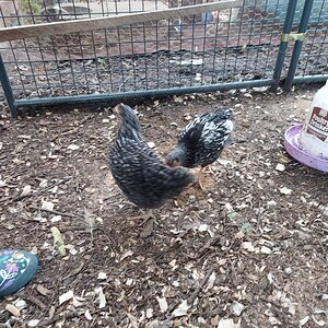 20200804_190511 - Copy.jpg