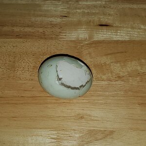 Dear crows, this means war!!!