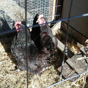 New Black Hens.jpg