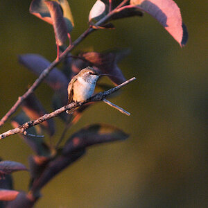 Rufous_hummingbird_X8082176_08-08-2020-001.jpg