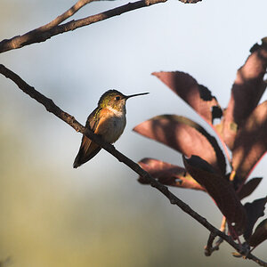 Rufous_hummingbird_X8092271_08-09-2020-001.jpg