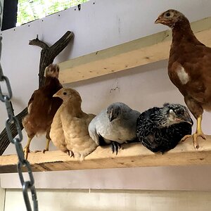 5_on_Roost.jpg