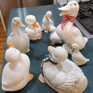 The ceramic duck flock