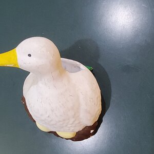Wall Duck