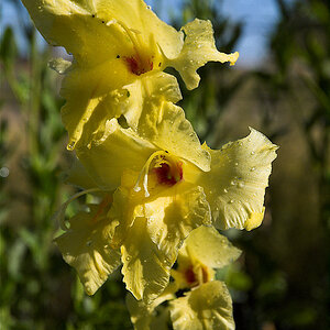 Gladiolus_X8142311_08-14-2020-001.jpg