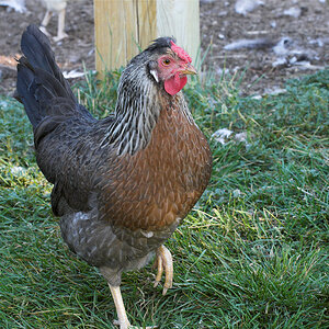 Rose_comb_legbar_pullet_X8162355_08-16-2020-001.jpg