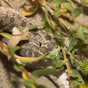 Hog-nosed_snake_X8212459_08-21-2020-001.jpg