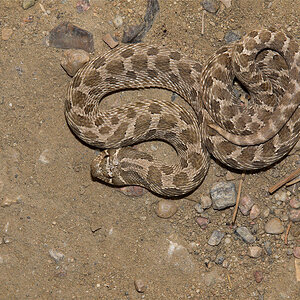 Hog-nosed_snake_X8212463_08-21-2020-001.jpg