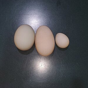 Misty Duck's first egg (the really small one)