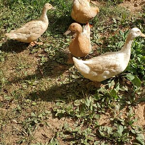 From left to right: Blanca, Smaug, two ducks without names, Bazilla, Pinball (top), Mini and Pompom Duck