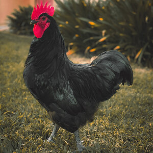 Look at that gorgeous rooster!