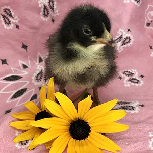 Colette, my 5 day old Cuckoo Marans pullet.