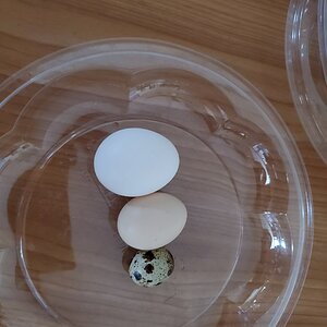 First Quail egg