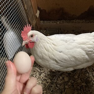 Queenie's first egg!