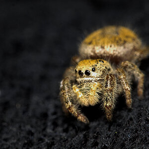 Spider_U9014937_09-01-2020-001.jpg
