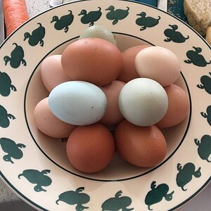 eggs 3.jpg