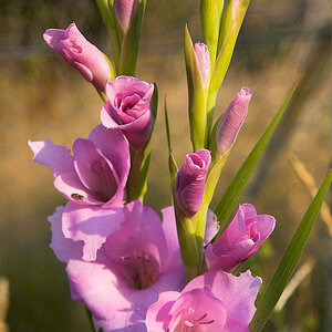 Gladiolus_X9062942_09-06-2020-001.jpg