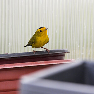 Wilson's_warbler_X9093026_09-09-2020-001.jpg