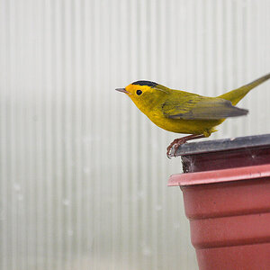Wilson's_warbler_X9093031_09-09-2020-001.jpg
